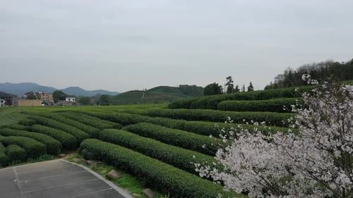 Tea plantation in mountain