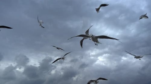 Flock Of Seagulls Flying Over The Ocean