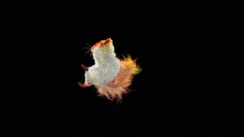 Modern Animated Squirrel Running and Jumping