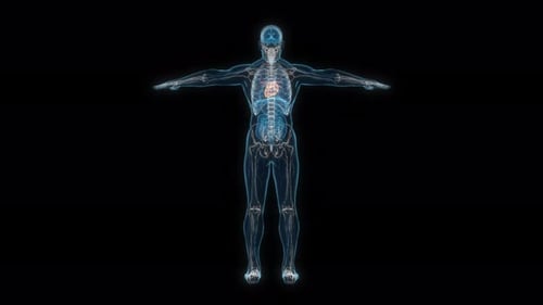 3D Rotating Human Body Scan with Internal Organs and Skeleton