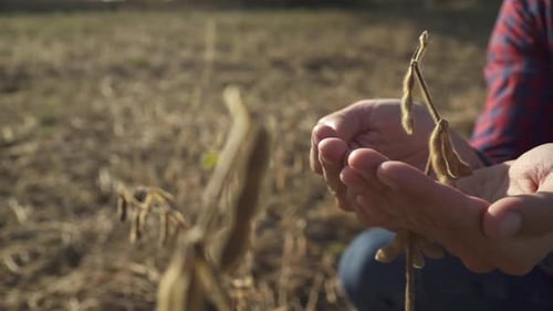 Young Farmer Walking in a Soybean Field and Examining Crop.