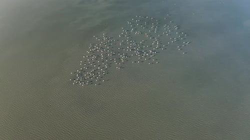 Top view with a flock of wild flamingos