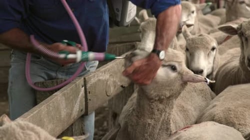Preventative medicine administered to sheep by a farmer