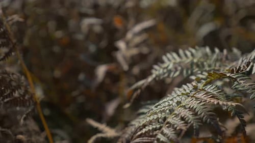 Shallow DOF Cyatheales tree fern swinging on wing 4K 2160p UHD footage - Shallow DOF red autumn tre