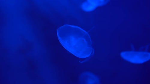 Gruppe von Mondquallen, die sich langsam in blauer Tiefe bewegen, Unterwasserwelt im Neonlicht
