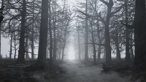 Loop of Flying Through a Scary Forest