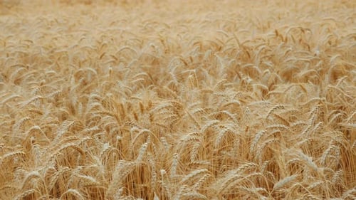 The Wind Swaying the Field of Ripe Wheat