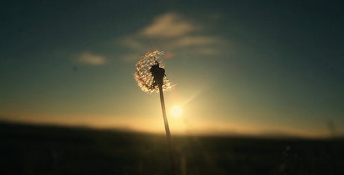 Dandelion