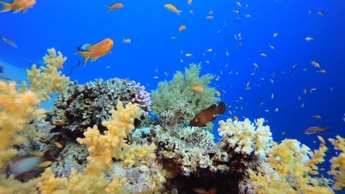 Vibrant Coral Reef Ecosystem with Colorful Fish