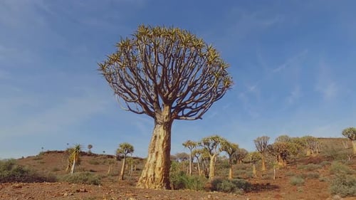 Quiver Tree, Landschaft