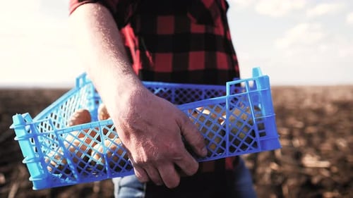 Man Farmer Holding Box of Potatoes in Field at Sunset