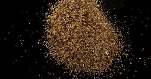 Seeds of Fennel, foeniculum vulgare Exploding against black Background, slow motion 4K