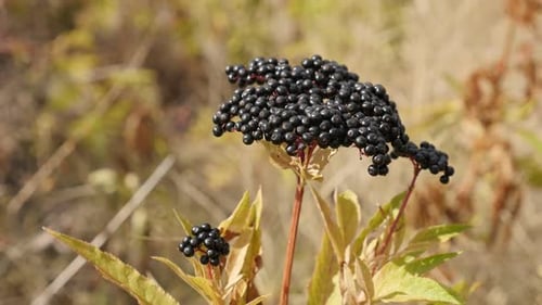 Slow motion de Sambucus ebulus en gros plan 1080p FullHD 1080p - Plante herbacée Danewort sha