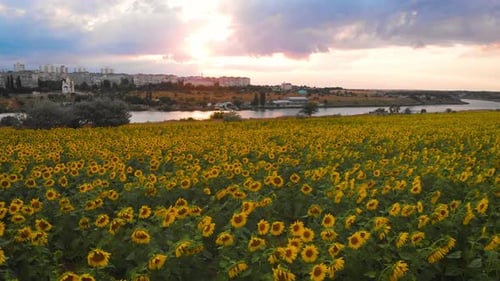 Flug über ein Feld mit Sonnenblumen vor dem Hintergrund von Gewitterwolken