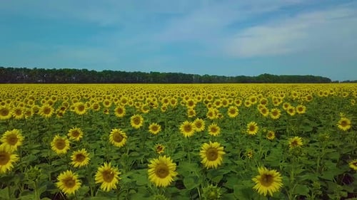 Fly Over Sunflower Field