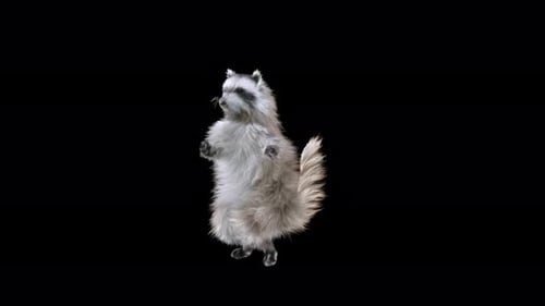 3D Animated Raccoon Waving and Gesturing
