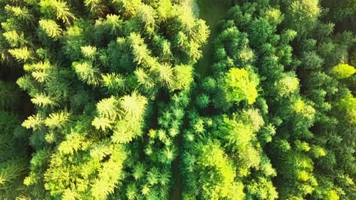 Amazing Shots of the Forest in the Carpathians From a Drone
