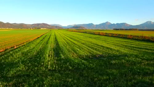 In the Green Fields at Sunset Near Mountains