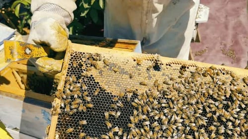 Beekeeper Examining Nucleus Hive Frame with Honey