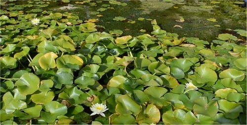 Pond
