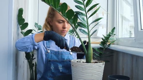 Woman Repotting Houseplant with Soil Indoors