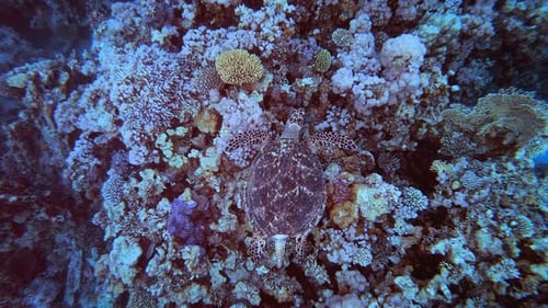 Underwater Sea Turtle