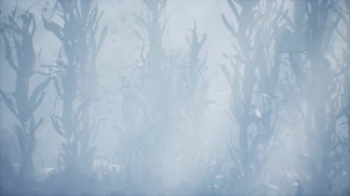 Underwater Grass Forest of Seaweed