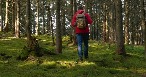 Adult Walking Through Peaceful Forest Scene