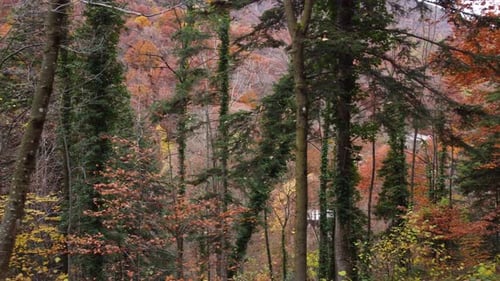 Autumn Mountain Forest