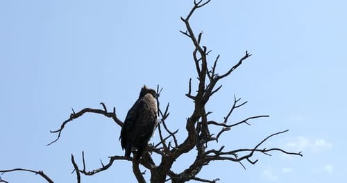 Majestic martial eagle Namibia Africa safari wildlife