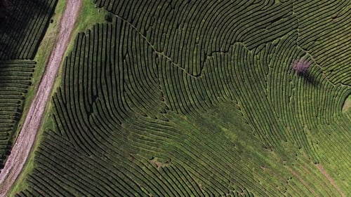 Shot From Above of Tea Plantation