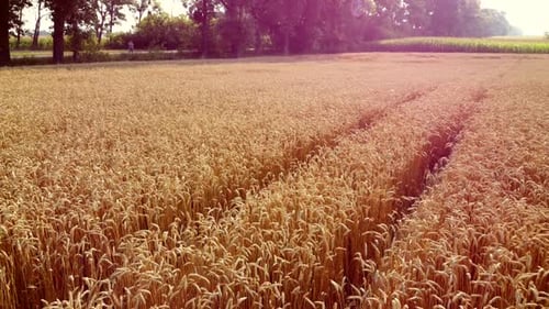 Aerial Drone View Flight Over Field Ears of Wheat with Ripened Grains in Field