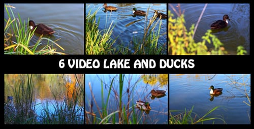 6 Video Lake And Ducks