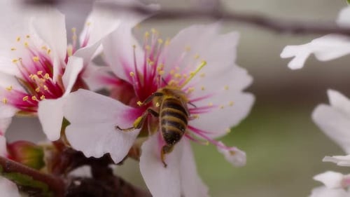 Bee Collecting Pollen from Beautiful White Flower
