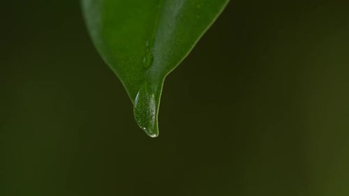 Water Drop Forming and Falling from Green Leaf
