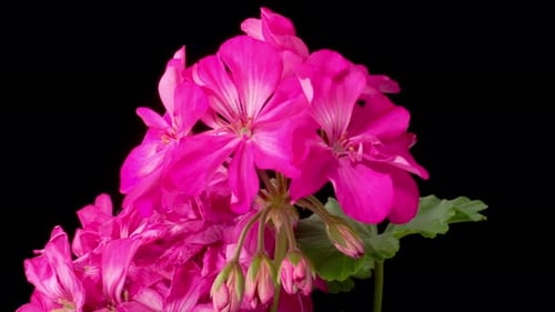 Pink Geranium Flowers Blooming Time Lapse