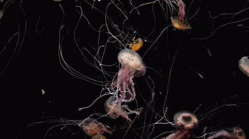 Graceful Jellyfish Swimming in the Dark Ocean