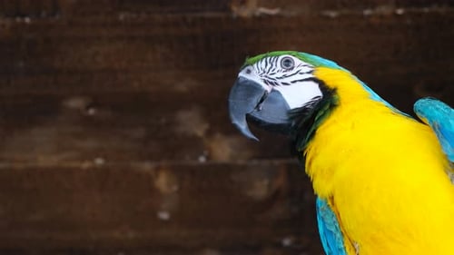 Australian Ara Papagei Gelb