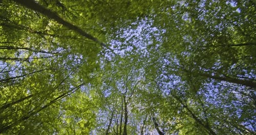 Looking up at green tree canopy in forest