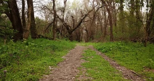 Walkway in the Early Spting Forest, Drone Point of View