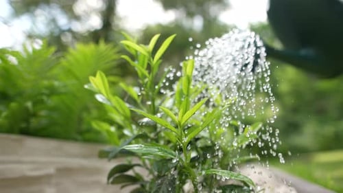 Watering in the Garden 28