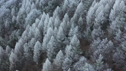 White Pinewood Forest