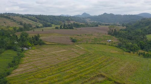 Aerial top view of fresh grass, rice and crops field