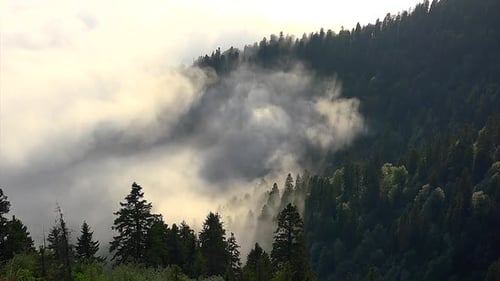 8K Mist and Fog in The Enchanted Forest