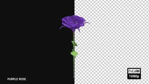 Looping Animated Purple Rose Flower