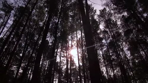 Through the Thick Tops of the Trees, the Sun Breaks Through in the Forest