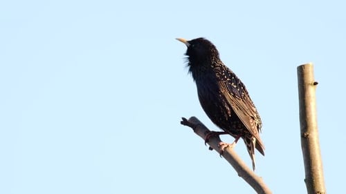 Chantant Starling sur une branche