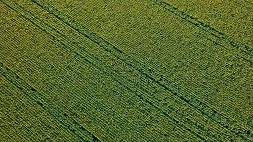 Above of Sunflowers in Blossom
