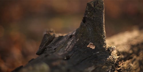 Sliding Around Old Tree In The Autumn