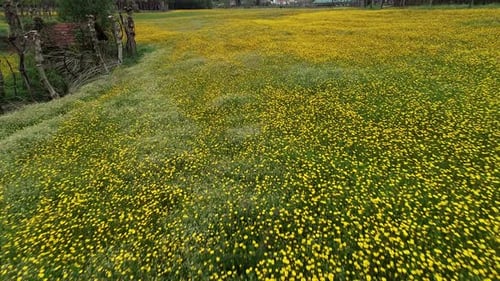 Aerial View of the Field with Yellow Flowers